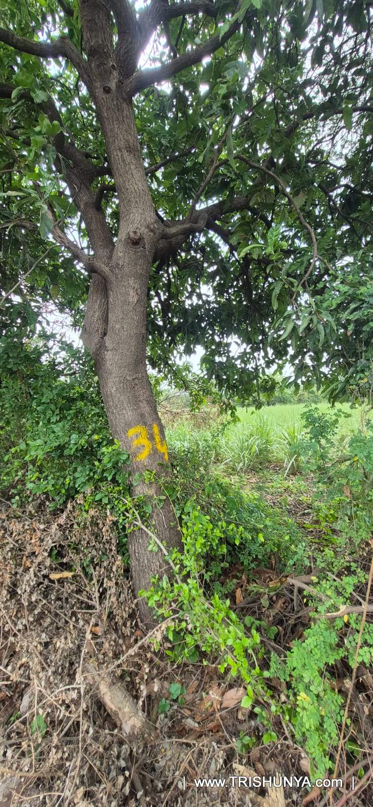 Tree Enumeration Survey for Transmission Line Projects | Trishunya