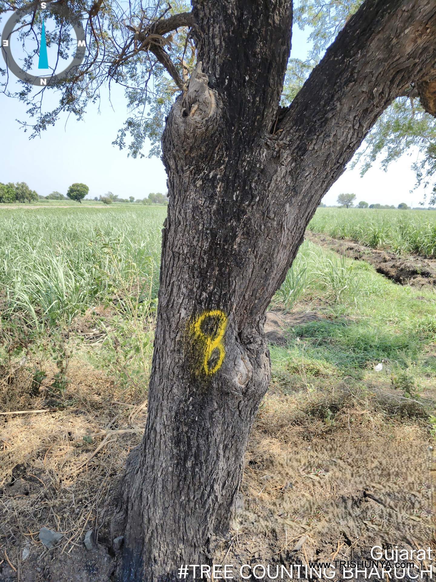 Yellow paint number marking on tree trunk for girth measurement during tree enumeration survey, view 3