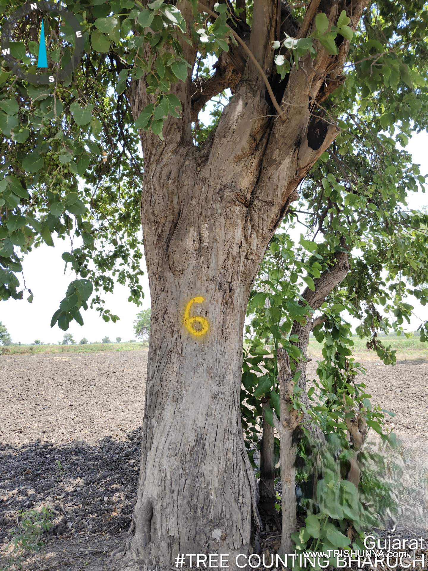 Yellow paint number marking on tree trunk for girth measurement, second view